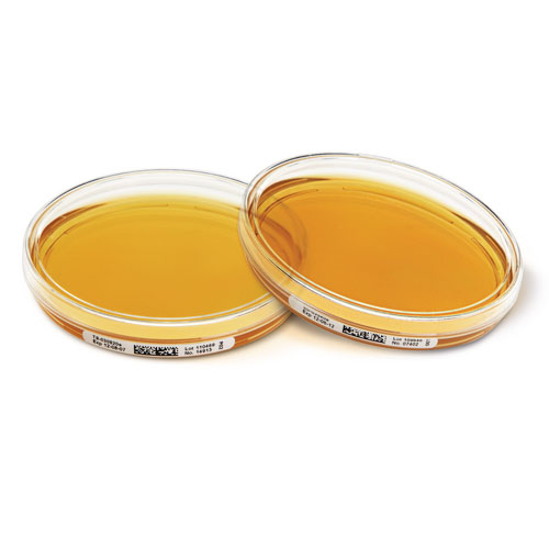 Tryptic Soy Agar with LTHTh + Penase - ICR 146799