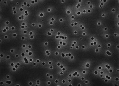 Мембраны Изопор, поликарбонат, 25 мм, 3,0 мкм, 100 шт./уп. TSTP02500