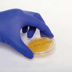Хромогенный лаурил-сульфатный агар для мембранной фильтрации, чашки 55 мм SP1569