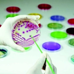 Хромогенный агар  для быстрого определения выделения метициллин-устойчивых Staphylococcus aureus (MRSA), чашки 90 мм MP1974