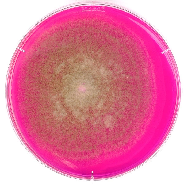 Агар с бенгальским розовым и хлорамфениколом для микробиологии 1004670500