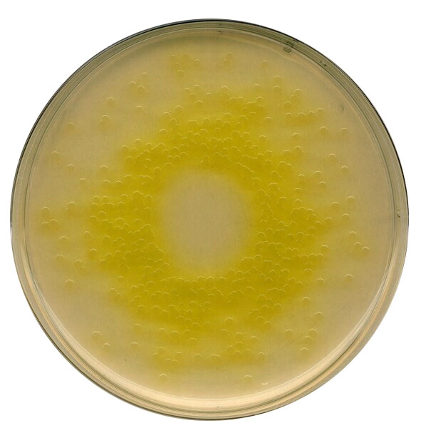 Цетримидный агар, основа селективного агара для Pseudomonas, для микробиологии 1052840500